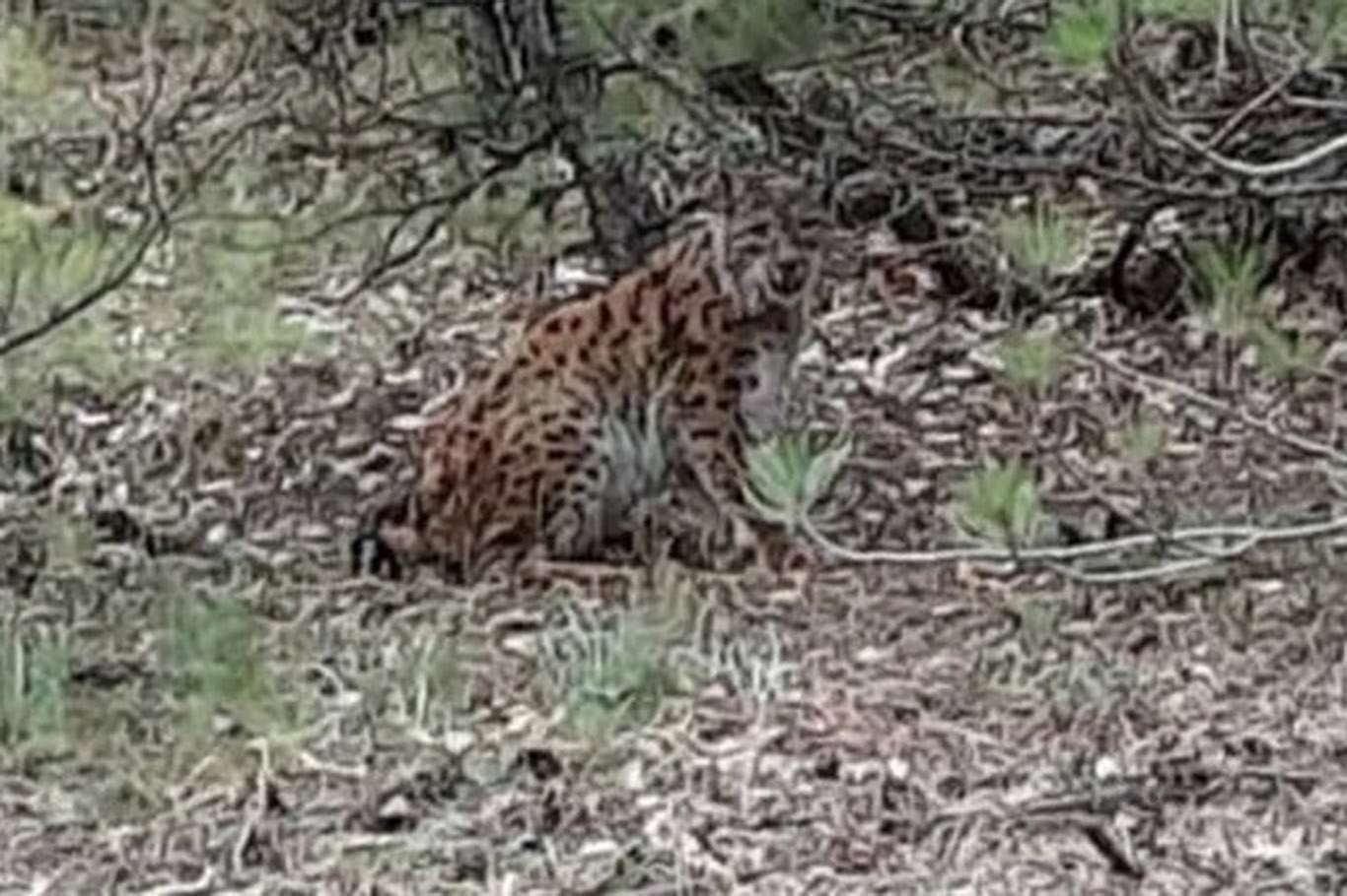 Endangered Anatolian lynx spotted in central Turkey